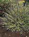 Caryopteris x clandonensis ´Worcester Gold´
