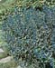 Caryopteris x clandonensis
