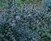 Ceanothus impressus ´Puget Blue´