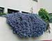Ceanothus prostratus