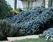 Ceanothus thyrsiflorus ´Repens´