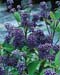 Ceanothus x delilianus ´Comtesse de Paris´