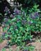 Ceanothus x delilianus ´Topaze´