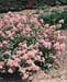 Ceanothus x pallidus ´Marie Simon´