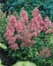 Ceanothus x pallidus ´Perle Rose´