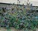 Ceratostigma willmottianum