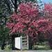 Cercis siliquastrum