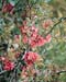 Chaenomeles speciosa ´Eximia´
