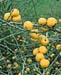 Chaenomeles speciosa ´Eximia´2
