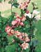 Chaenomeles speciosa ´Falconnet Charlet´