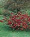 Chaenomeles x superba ´Crimson and Gold´