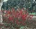 Chaenomeles x superba ´Ernst Finken´