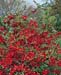 Chaenomeles x superba ´Etna´