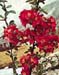 Chaenomeles x superba ´Nicoline´
