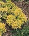 Choisya ternata Sundance (R) ´Lich´