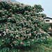 Clerodendrum trichotomum