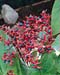 Clerodendrum trichotomum2