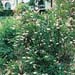 Clethra alnifolia ´Paniculata´