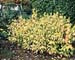 Cornus alba ´Aurea´