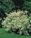 Cornus alba ´Elegantissima´