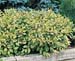 Cornus alba ´Gouchaultii´