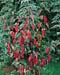 Cornus alba ´Kesselringii´