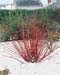 Cornus alba ´Sibirica´