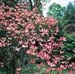 Cornus florida rubra 2
