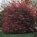 Cornus florida rubra