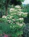 Cornus kousa
