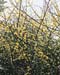 Cornus mas