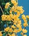 Cornus mas2