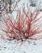 Cornus sanguinea Winter Flame