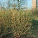 Cornus stolonifera ´Flaviramea´
