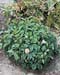 Cornus stolonifera ´Kelsey´
