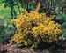 Coronilla emerus