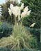Cortaderia selloana ´Gold Band´