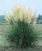 Cortaderia selloana ´Pumila´