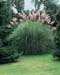 Cortaderia selloana ´Rendatleri´
