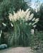 Cortaderia selloana