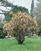 Corylus avellana ´Contorta´