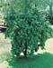 Corylus avellana ´Contorta´2