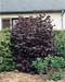 Corylus maxima ´Purpurea´