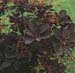 Cotinus coggygria ´Royal Purple´2