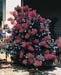 Cotinus coggygria ´Rubrifolius´