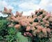 Cotinus coggygria