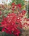 Cotinus x dummeri ´Grace´