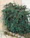 Cotoneaster franchetii