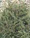 Cotoneaster horizontalis ´Variegatus´