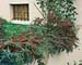 Cotoneaster horizontalis